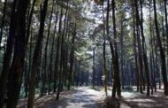 Hutan Pinus Sentul, Menikmati Panorama Alam Gunung Pancar Bogor