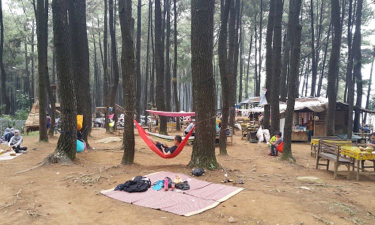 Kegiatan di Hutan Pinus