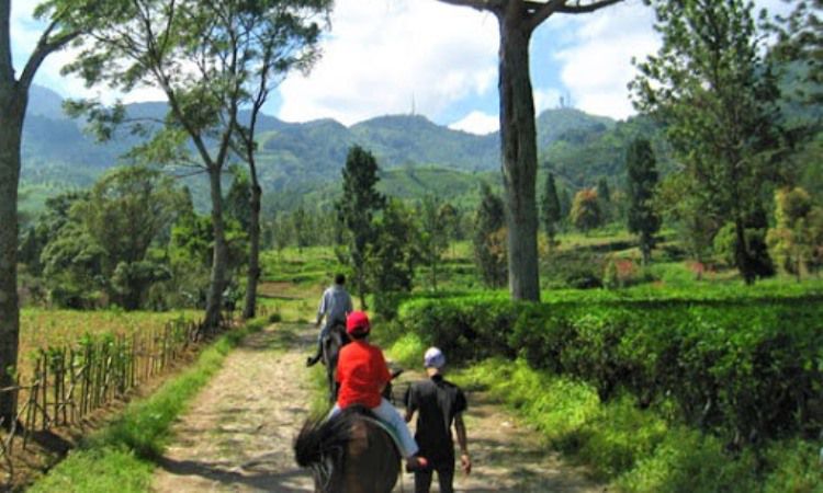 Kegiatan di Kebun The