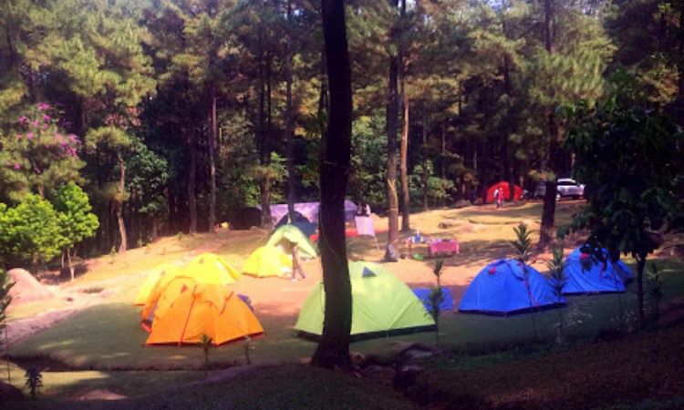 KegiatanMenarik di Hutan Pinus