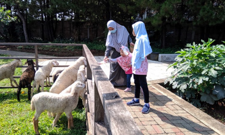 Aktivitas di Kuntum Farmfield