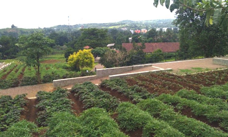 Daya Tarik Kuntum