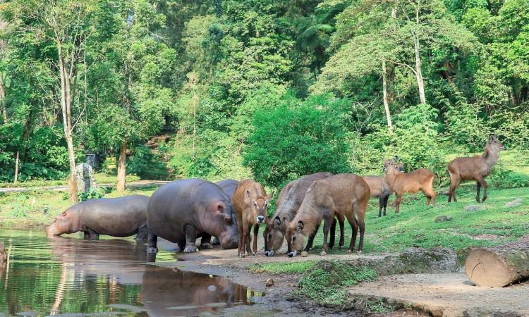 Daya Tarik Taman Safari Bogor