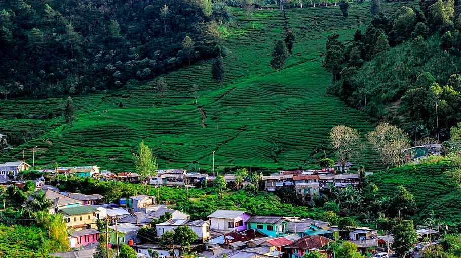 Puncak Pass, Panorama Alam yang Menawan di Cisarua Bogor  iTrip