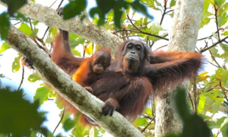 Daya Tarik Bukit Lawang