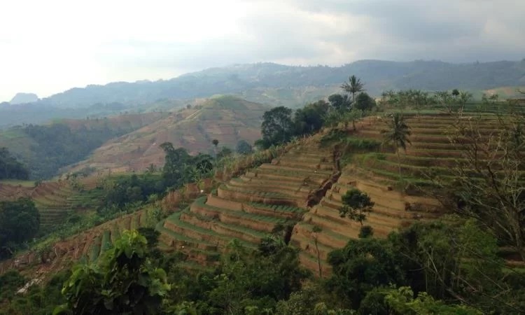 Daya Tarik Dimiliki Terasering Panyaweuyan