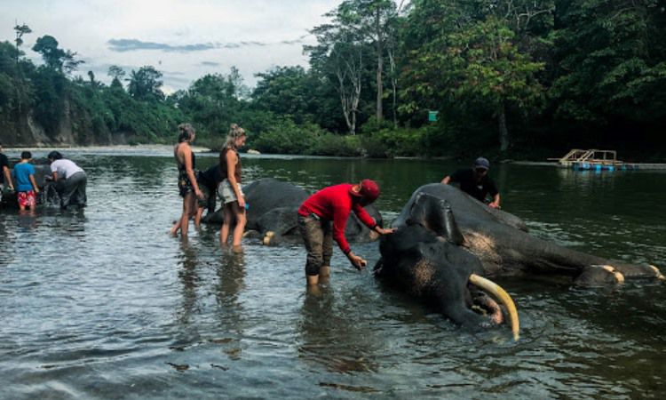 Kegiatan Tangkahan Langkat