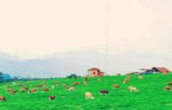 Padang Mangateh, Wisata Peternakan Sapi Ala Selandia Baru di Tanah Minang Padang Mangateh, Wisata Peternakan Sapi Ala Selandia Baru di Tanah Minang
