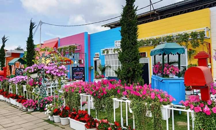 Daya TarikTaman Bunga Celosia