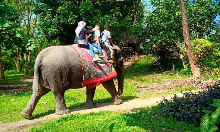 Aktivitas Menarik di Kebun Binatang