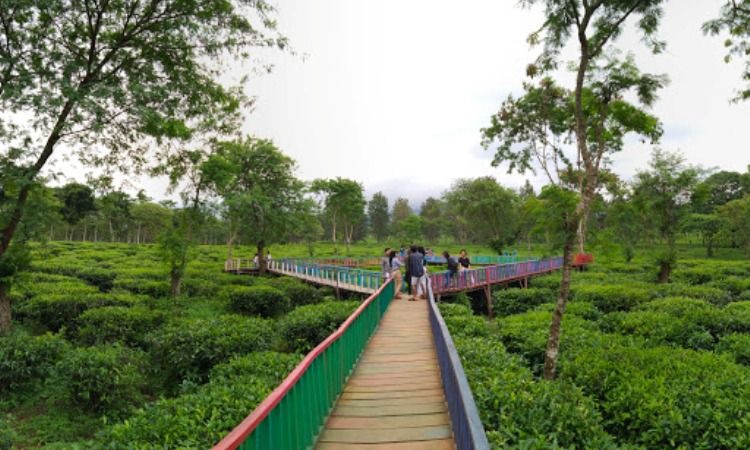 Aktivitas Menarik di Kebun Teh