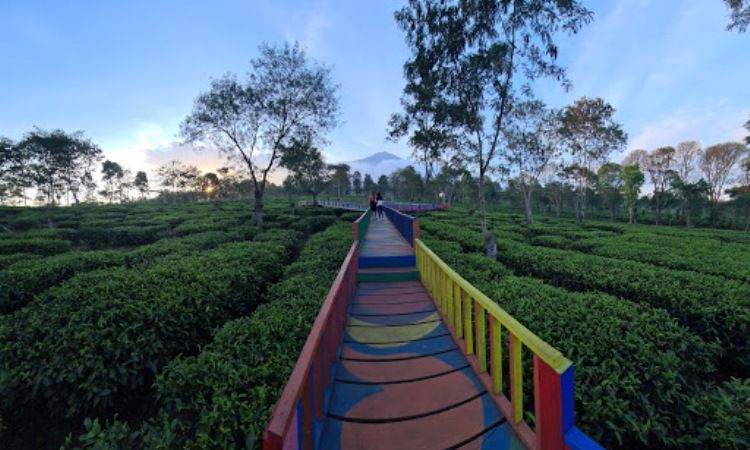 Aktivitas di Kebun Teh Wonosari