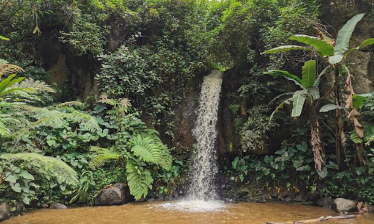 Daya Tarik Coban Jahe