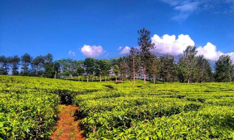 Daya Tarik Kebun Teh Wonosari