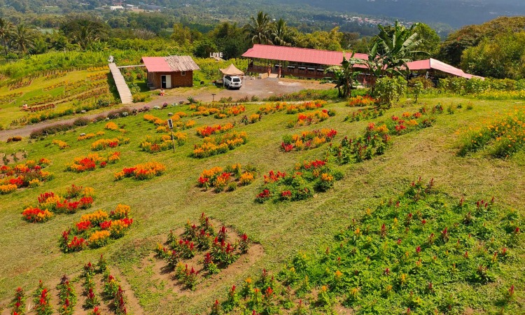 Wisata Tomohon - Wisataku