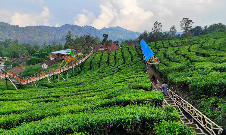 Aktivitas Menarik di Bukit Jamur Ciwidey