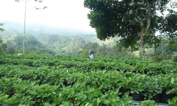 Aktivitas Menarik di Kebun Strawberry