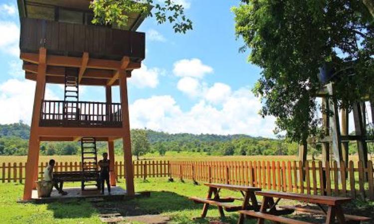 Aktivitas Menarik di Taman Nasional Alas Purwo