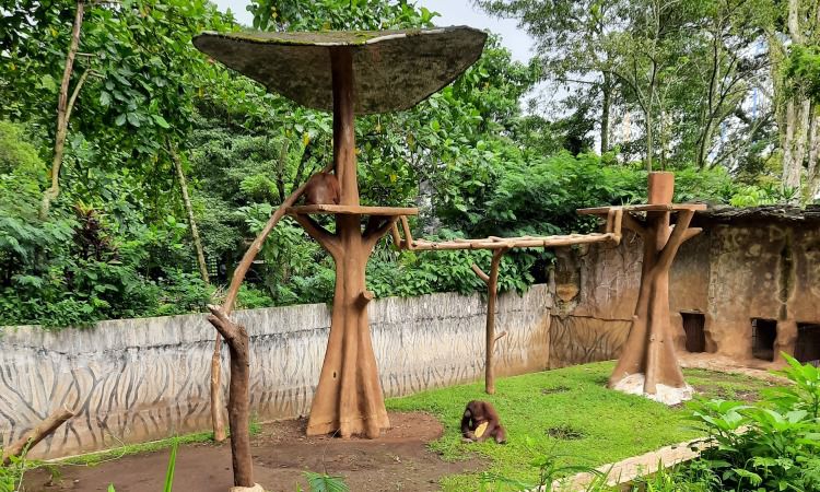 Daya Tarik Dimiliki Kebun Binatang Bandung
