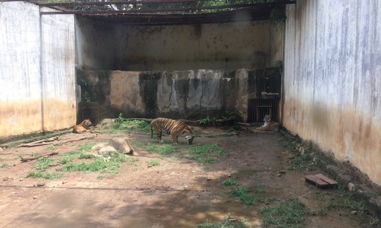 Daya Tarik Dimiliki Semarang Zoo