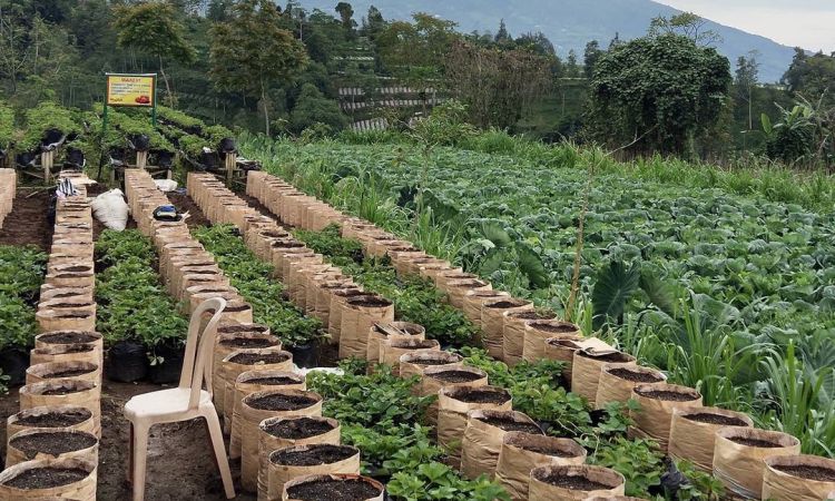 Daya Tarik Kebun Inggit Strawberry