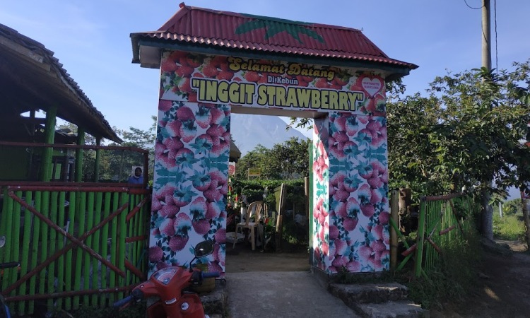 Harga Tiket Kebun Inggit Strawberry