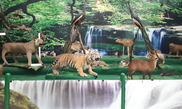 Harga Tiket Semarang zoo