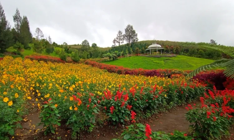 Kebun Bunga Sapo Juma Tongging