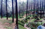 Puthuk Panggang Welut, Wisata Alam Hits dengan Panorama Hutan Pinus di Mojokerto