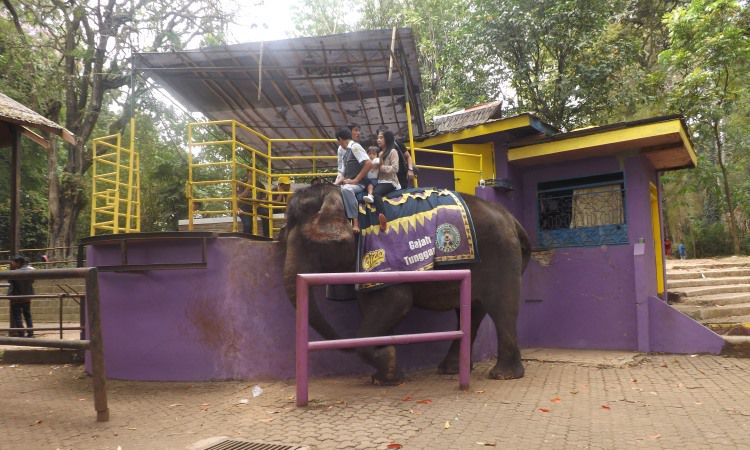 aktivitas Seru Kebun Binatang Bandung