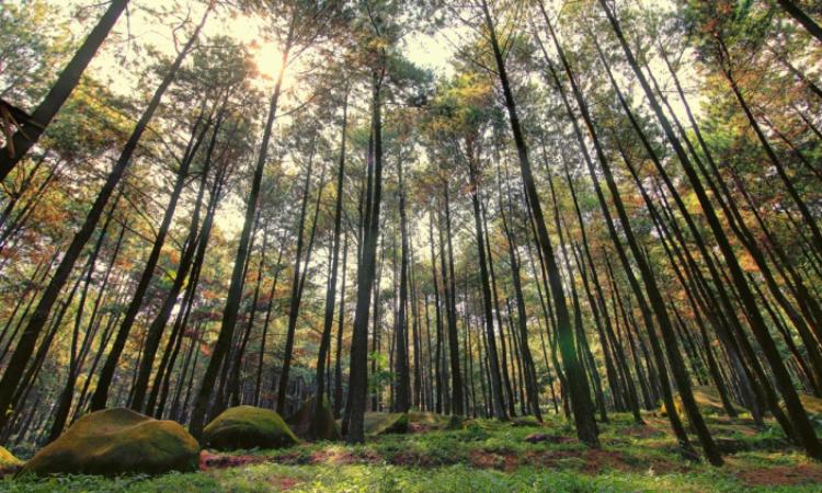 4 Hutan Pinus di Bogor yang Cantik & Menyejukkan