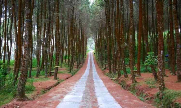 Indahnya Hutan Pinus Kragilan, Destinasi Wisata Alam Hits di Magelang