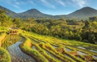 5 Rice Terrace di Bali yang Cantik & Bikin Adem