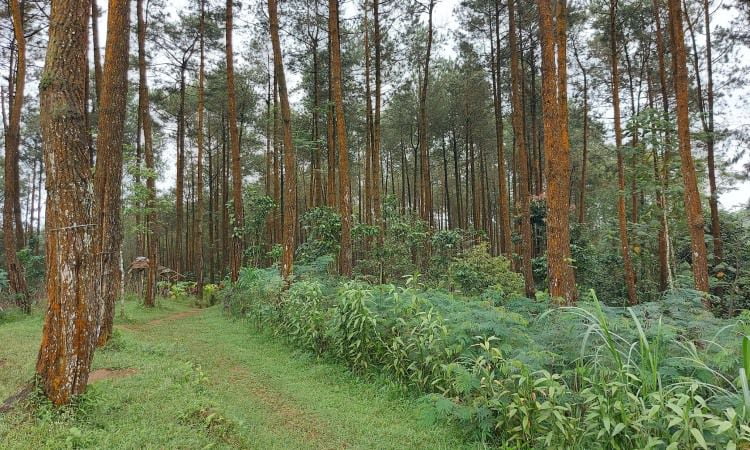 Tiket Bukit Menoreh