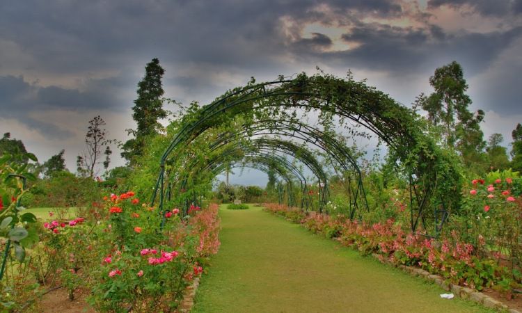 Daya Tarik Kebun Mawar Situhapa