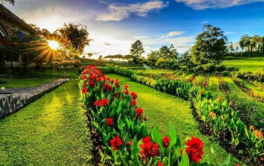 Kebun Mawar Situhapa, Taman Hits dengan Suasana Ala English Garden di Garut