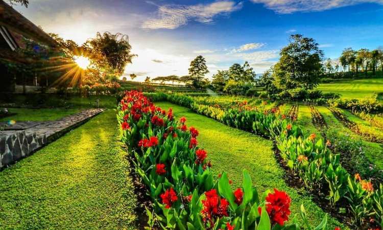 Kebun Mawar Situhapa, Taman Hits dengan Suasana Ala English Garden di Garut