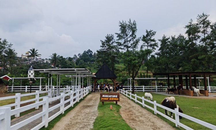 Aktivitas Menarik di Cimory Dairyland