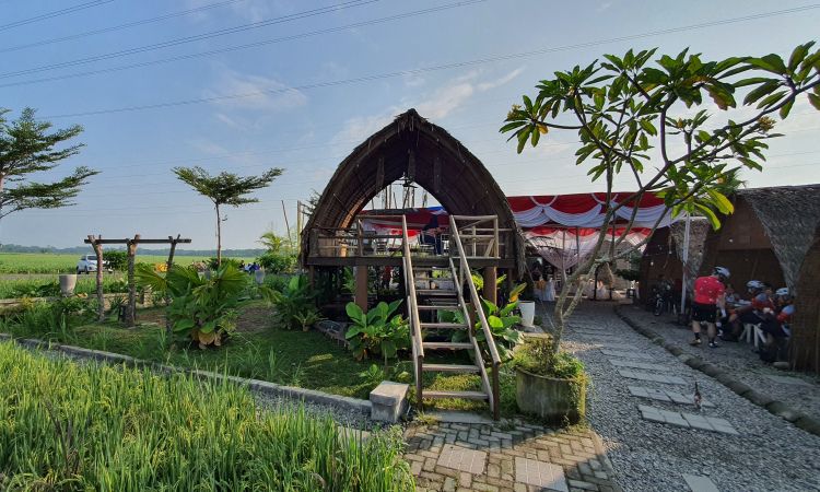 Aktivitas Menarik di Sawah Lukis