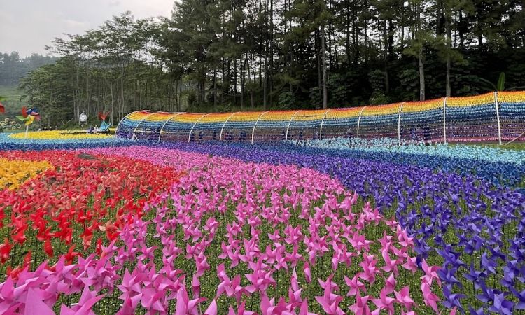 Daya Tarik Dimiliki Cimory Dairyland