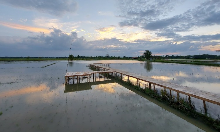 Harga Tiket Sawah Lukis