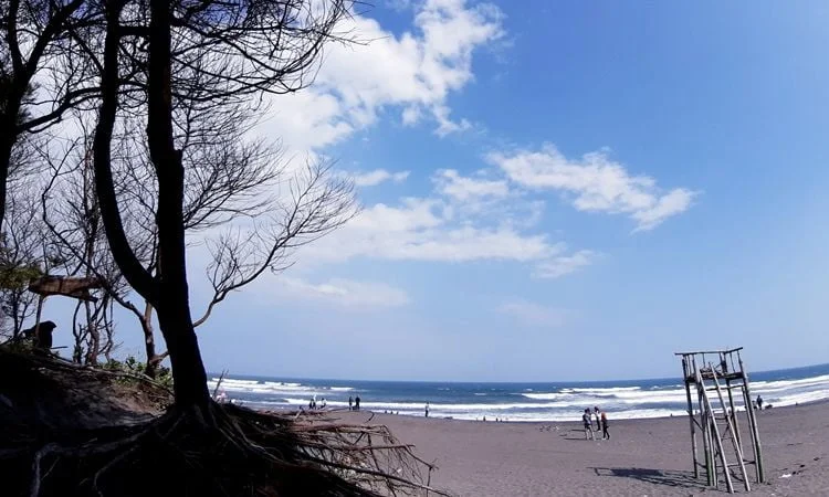 Aktivitas Menarik di Pantai Cemara Sewu