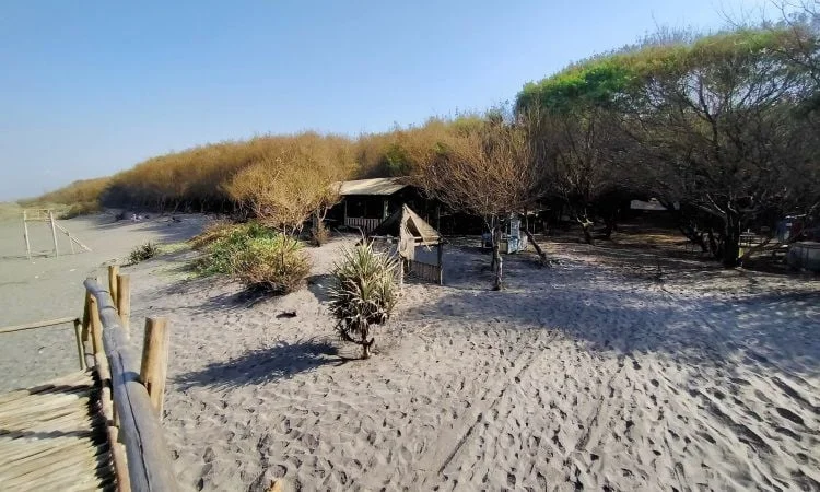 Daya Tarik Pantai Cemara Sewu