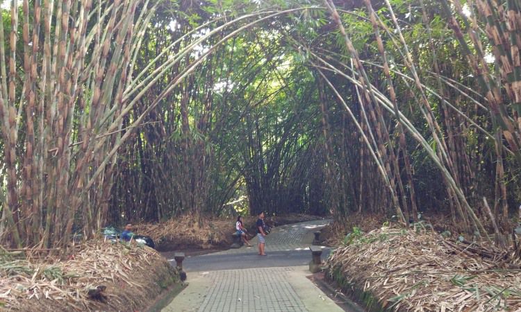 Aktivitas Hutan Bambu Penglipuran Bangli