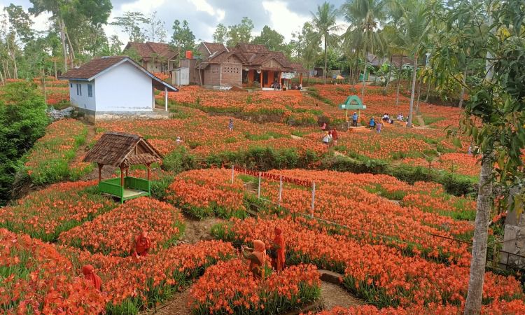 Aktiviti Menarik Taman Bunga Amaryllis