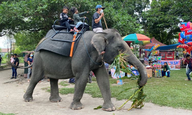 Aktivitas Menarik di Kebun Binatang Kasang Kulim