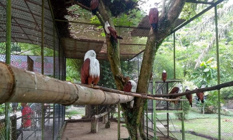 Daya Tarik Dimiliki Kebun Binatang Kasang Kulim