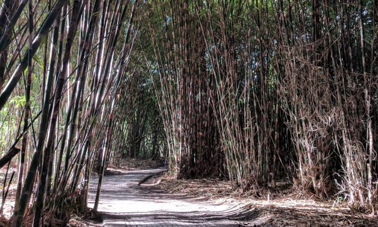 Daya Tarik Hutan Bambu Penglipuran Bangli
