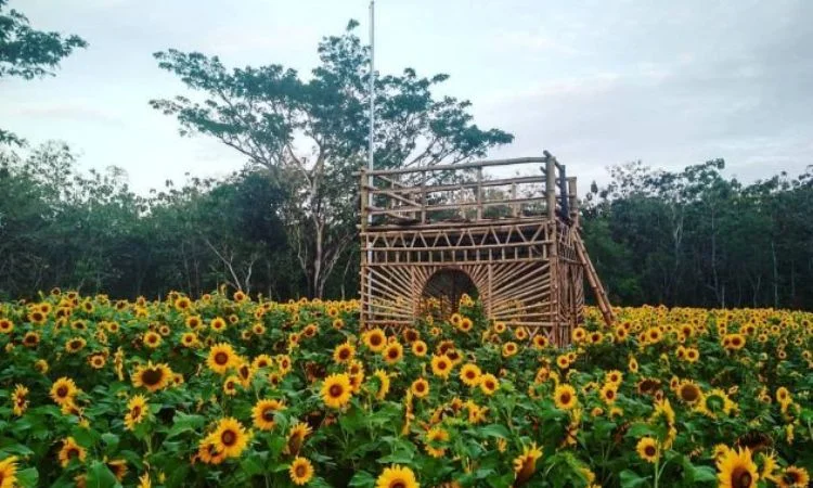 Daya Tarik Taman Bunga Nawari Gunung Kidul