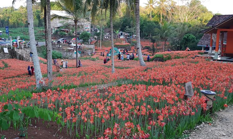 Harga Tiket Masuk Taman Bunga Amarilis